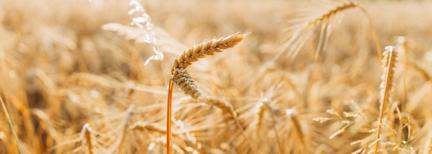 Wheat field Ears of golden wheat closeup Harvest concept