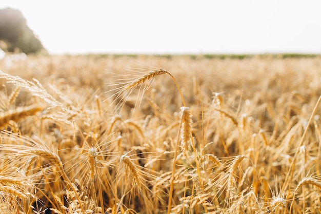 Wheat field Ears of golden wheat closeup Harvest concept