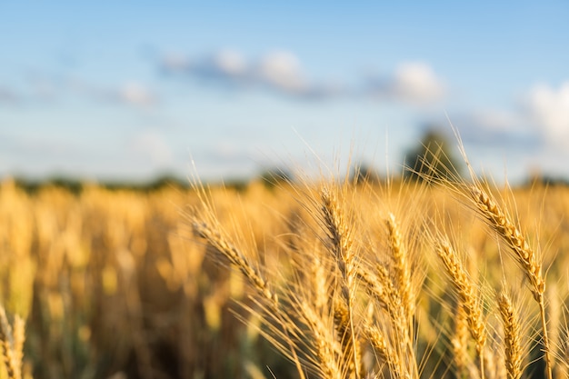 Wheat Field Ears Golden Wheat. Rich harvest Concept.