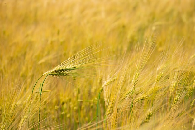 Photo wheat field. ears of golden wheat.