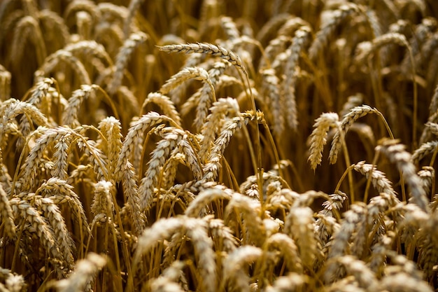 写真 小麦畑黄金の小麦の穂がクローズアップ美しい自然夕日の風景輝く日光の下の田園風景牧草地の小麦畑の熟した耳の背景豊かな収穫のコンセプト