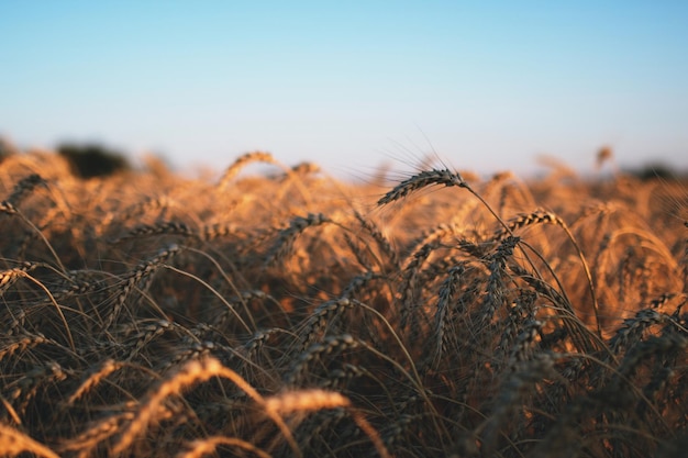 Фото Пшеничное поле колосья золотой пшеницы крупным планом красивая природа закат пейзаж