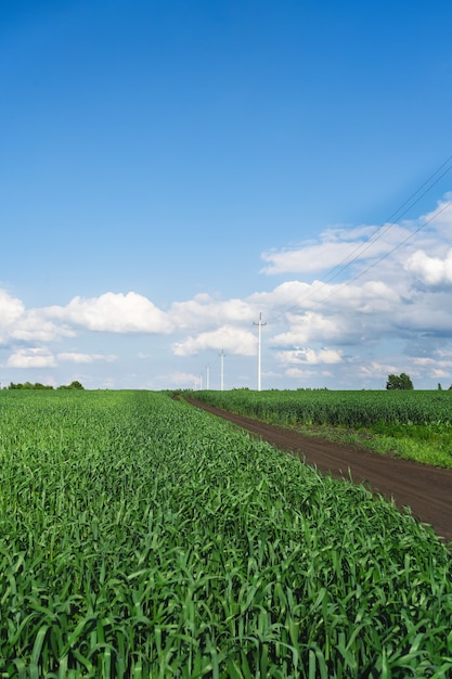 사진 밀밭. 젊은 녹색 밀의 귀를 닫습니다. 푸른 하늘과 농촌 풍경입니다. 밀 필드의 귀 숙성의 배경입니다. 풍부한 수확 개념입니다.