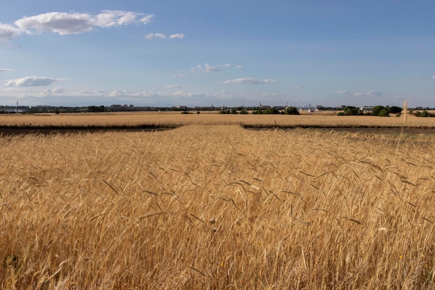 Wheat field, ears of wheat to make bread with blue sky and some clouds