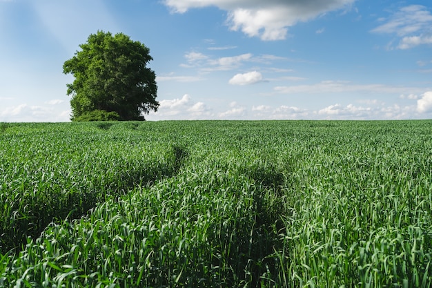 Wheat field. Ears of young green wheat close up. Rural Scenery with blue sky. Background of ripening ears of wheat field. Rich harvest Concept.