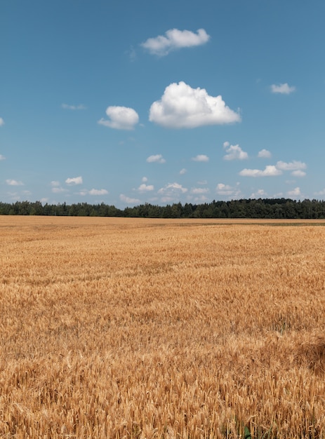 Wheat field ears