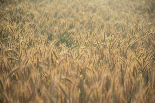 wheat field in the evening sun