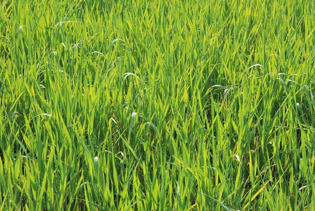 Пшеничное поле сельхозугодий