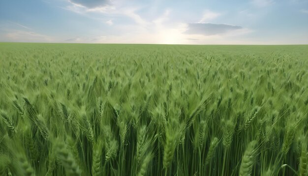 Wheat field in fresh springsummer with young green wheat and nature 1