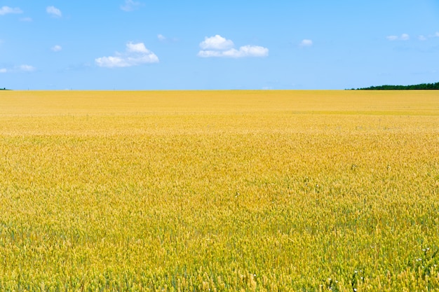 Il campo di grano supera l'orizzonte