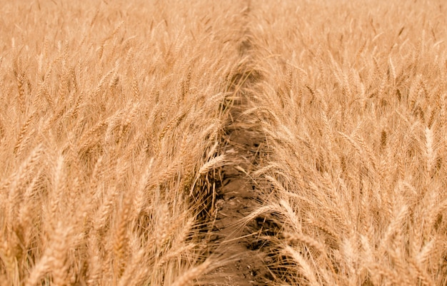 Wheat field. Gold wheat close-up.