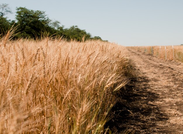 Photo wheat field. gold wheat close-up.