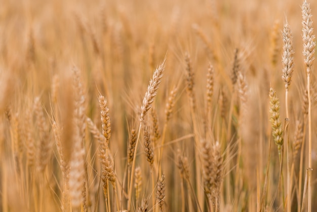 Wheat field . Golden spikelets of wheat closeup. Harvest concept.