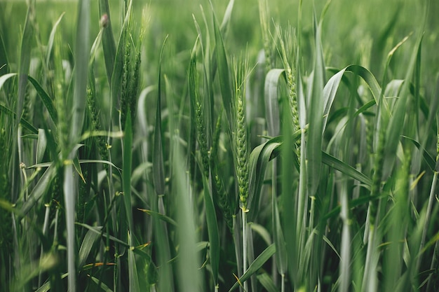 Wheat field Green wheat ears and stem in close up Agriculture Summer in countryside floral wallpaper Rye crop