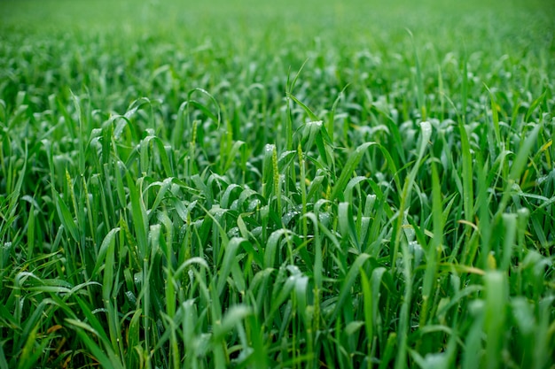 Wheat field, green wheat field after rain