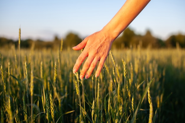 Wheat field. Hands holding ears of golden wheat close up. Beautiful Nature Sunset Landscape. Rural Scenery under Shining Sunlight. Background of ripening ears of wheat field. Rich harvest Concept