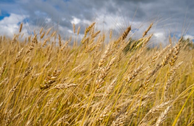 Campo di grano nella stagione del raccolto con sfondo azzurro del cielo