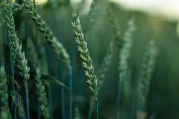 Wheat field image View on fresh ears of young green wheat