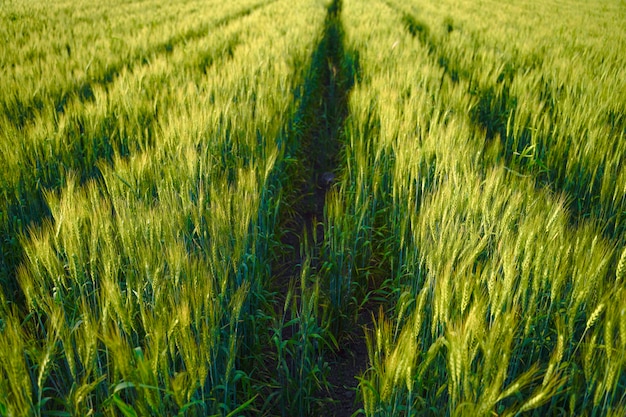 Wheat field in india