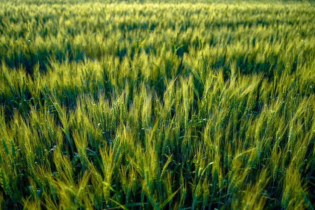 Wheat field in india