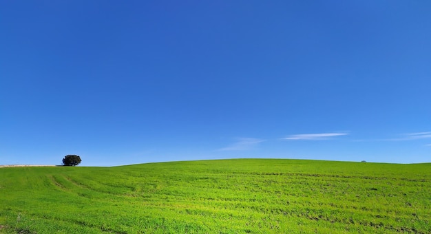 Wheat field of an intense green color and with a brilliant blue sky in the background.