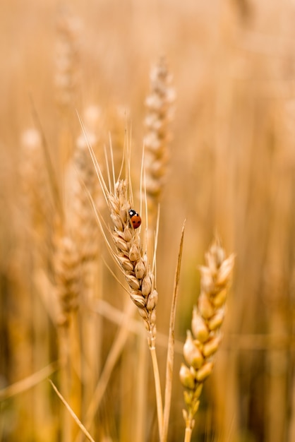 Wheat field . Ladybug on Golden spikelets of wheat closeup. Harvest concept.