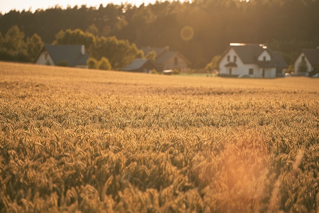 Wheat field landscape in sunset Abundant Harvest Stunning Wheat Field Landscape at Sunset Rural Farming Scenery under Shining Sunlight