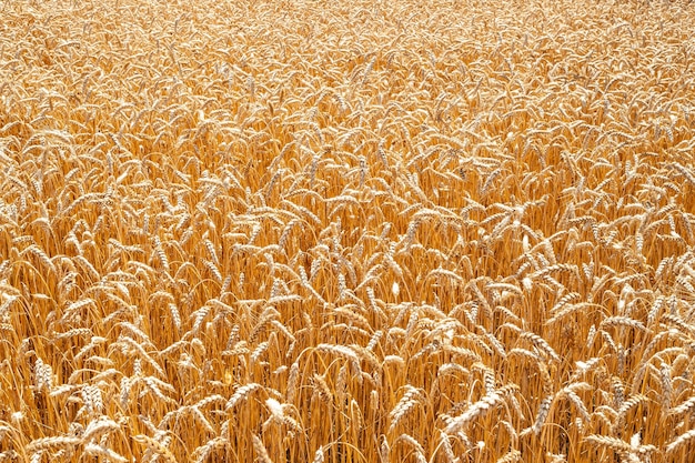 Wheat field Many spikelets of wheat before harvesting