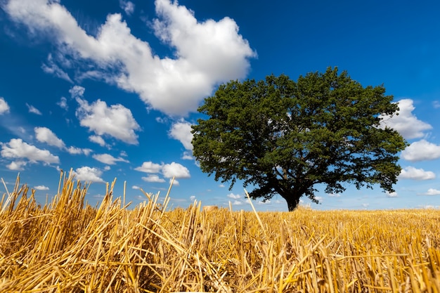 Wheat field and oak in an agricultural field