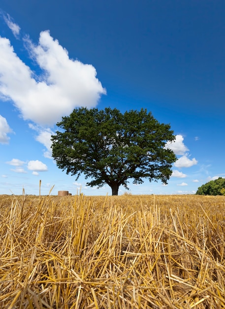 Foto campo di grano e quercia in un campo agricolo