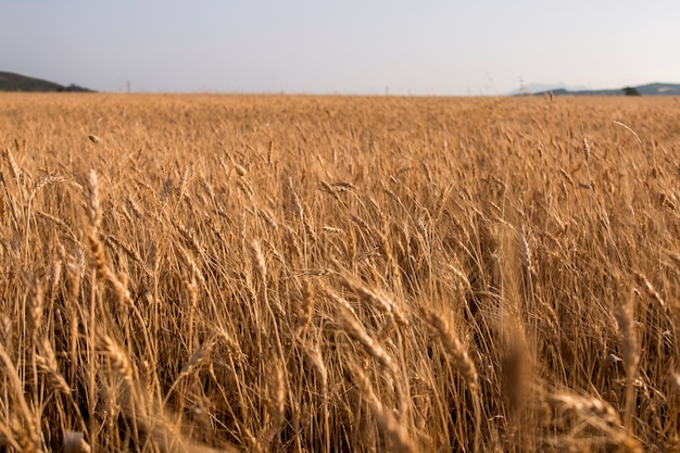 Wheat field plantation