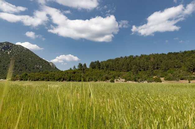 Wheat field in a plateau