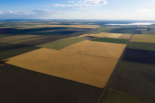 Wheat field ready to harvest in the Pampas plain La Pampa Argentina