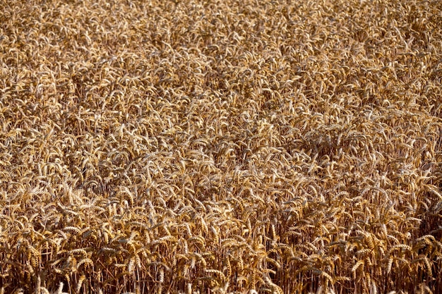 Wheat field ready to harvest