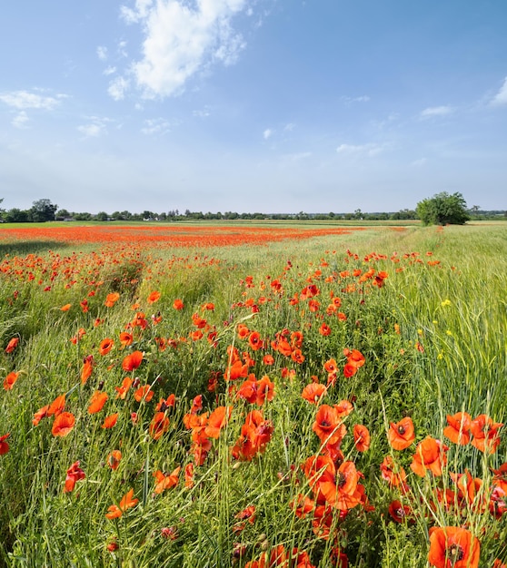 Wheat field and red poppy flowers Ukraine