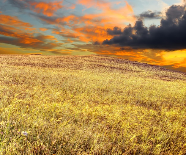 Wheat field under a scenic sky at sunset