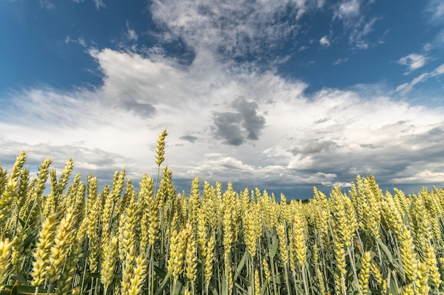 Пшеничное поле весной на равнине Эльзас