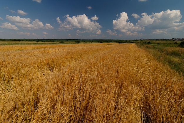 Поле пшеницы в летний день. Красивый летний пейзаж