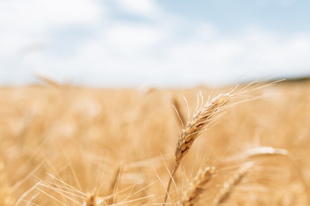 Wheat field on a summer day