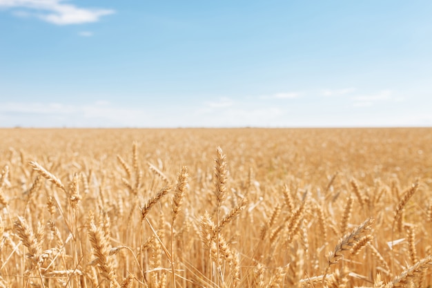 Wheat field on a summer day