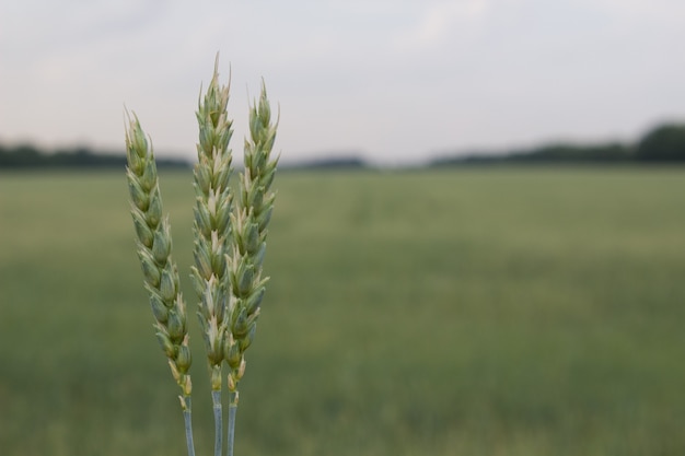 Wheat field in summer time, boundless steppe landscape