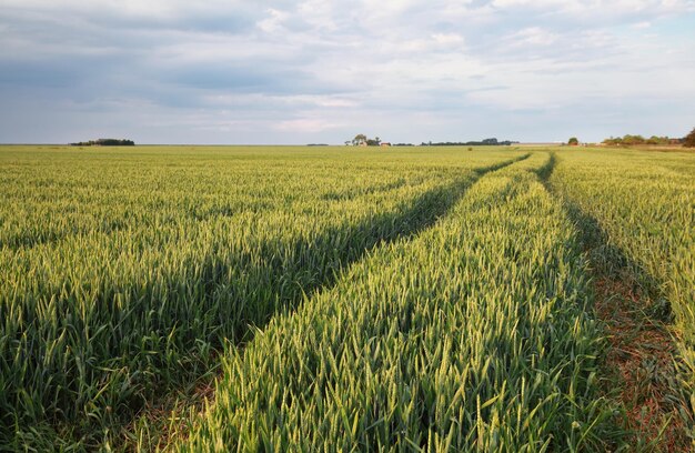 wheat field in summer