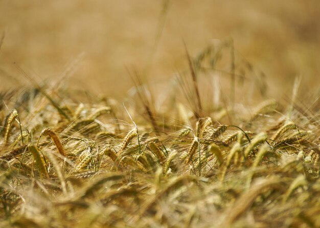 wheat field on sunny day