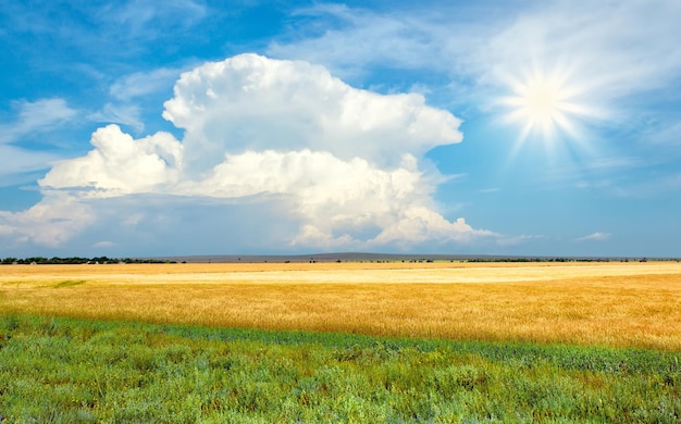 Wheat field on a sunny day