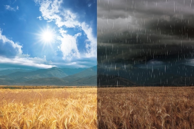 Wheat field during sunny and stormy weather collage