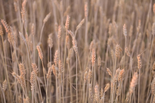Пшеничное поле на фоне заката созревающих колосьев желтого пшеничного поля на фоне заката