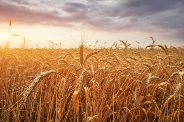 Campo di grano al tramonto bellissimo paesaggio serale spighette di grano diventano gialle colori magici della luce del tramonto