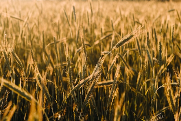 Wheat field at sunset Golden ears of wheat The concept of harvest