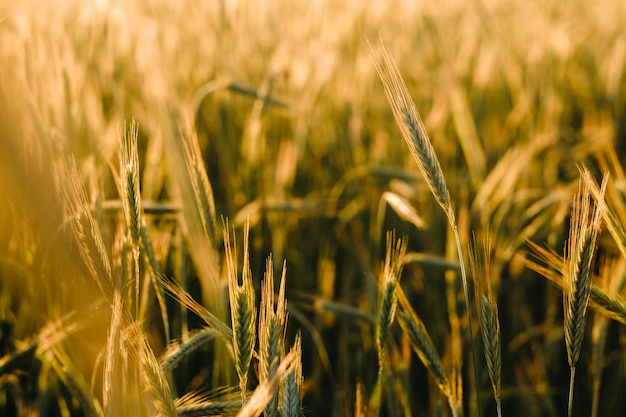 일몰의 밀밭 수확의 개념 밀의 황금 귀