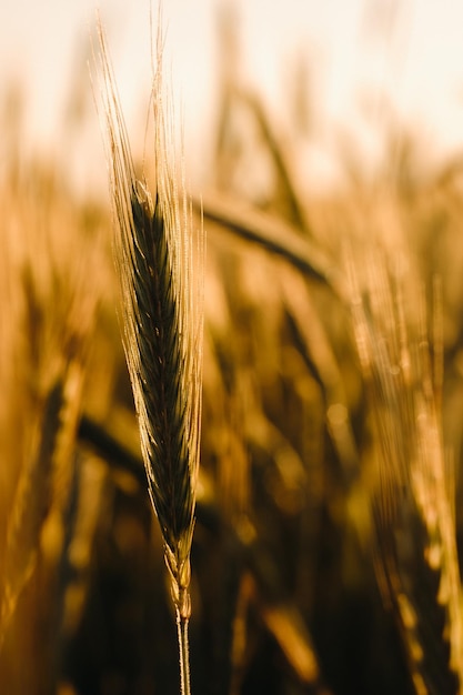 Wheat field at sunset Golden ears of wheat The concept of harvest